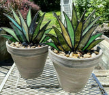 (🔥Summer Hot Sale-49% OFF)Suncatcher Stained Agave Plante