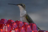 Mary's Sweety Hummingbird Feeder With Perch And Built-in Ant Moat