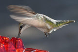 Mary's Sweety Hummingbird Feeder With Perch And Built-in Ant Moat