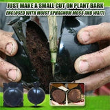 Plant Root Growing Box (Buy More Save More)