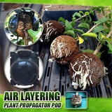 Plant Root Growing Box (Buy More Save More)