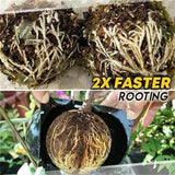 Plant Root Growing Box (Buy More Save More)